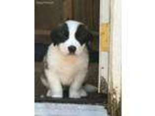 Saint Bernard Puppy for sale in Enumclaw, WA, USA