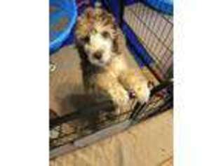 Mutt Puppy for sale in Zebulon, NC, USA