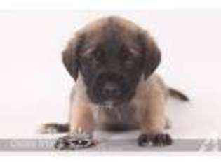Mastiff Puppy for sale in PLANT CITY, FL, USA