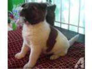Akita Puppy for sale in SAN DIEGO, CA, USA