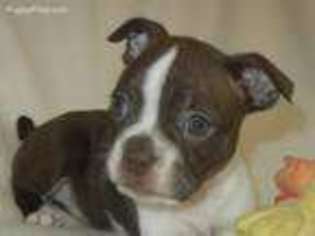 Boston Terrier Puppy for sale in Westmoreland, TN, USA
