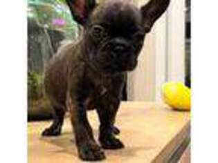 French Bulldog Puppy for sale in Chipley, FL, USA