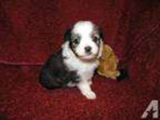 Miniature Australian Shepherd Puppy for sale in COLBERT, GA, USA