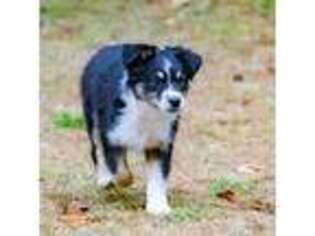 Australian Shepherd Puppy for sale in Olympia, WA, USA