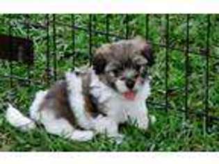 Havanese Puppy for sale in Kinston, NC, USA