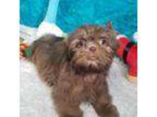 Mutt Puppy for sale in Green Bay, WI, USA