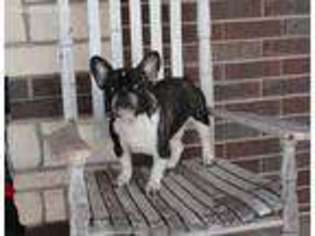 French Bulldog Puppy for sale in Chickasha, OK, USA
