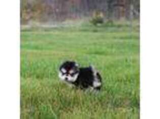 Siberian Husky Puppy for sale in Moultonborough, NH, USA