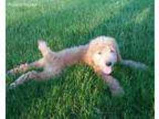 Goldendoodle Puppy for sale in Dearborn, MI, USA