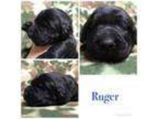 Labrador Retriever Puppy for sale in Walker, WV, USA
