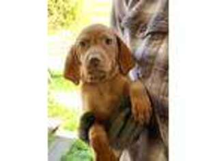 Vizsla Puppy for sale in Potlatch, ID, USA