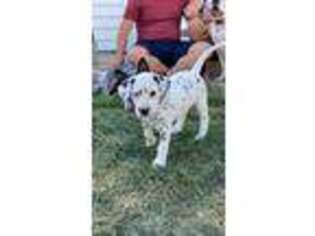 Dalmatian Puppy for sale in Perry, IA, USA