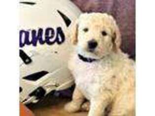 Goldendoodle Puppy for sale in Cartersville, GA, USA
