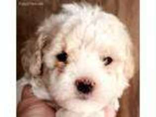 Mutt Puppy for sale in Wheatland, MO, USA