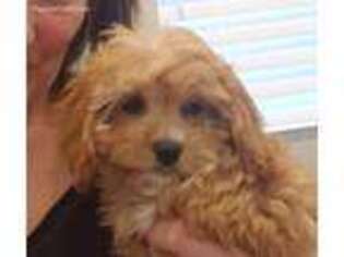 Cavapoo Puppy for sale in North Las Vegas, NV, USA