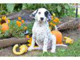 Dalmatian Puppy for sale in Cleveland, OH, USA