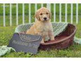 Goldendoodle Puppy for sale in Port Richey, FL, USA