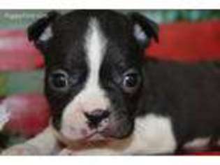 Boston Terrier Puppy for sale in Novelty, MO, USA