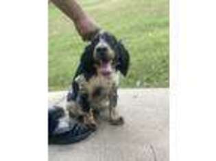 English Springer Spaniel Puppy for sale in Macon, GA, USA