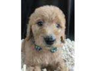Goldendoodle Puppy for sale in Grovespring, MO, USA