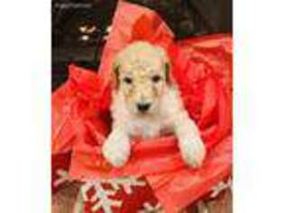 Goldendoodle Puppy for sale in Atlanta, GA, USA