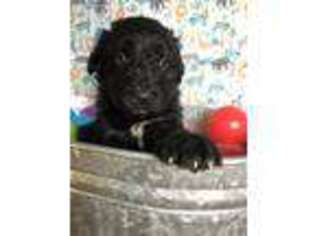 Mutt Puppy for sale in Plymouth, NH, USA