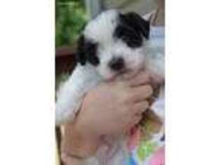 Havanese Puppy for sale in Killbuck, OH, USA