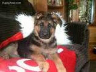 German Shepherd Dog Puppy for sale in Milford, IN, USA