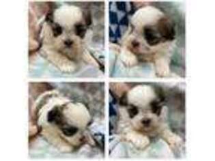 Maltese Puppy for sale in Xenia, IL, USA