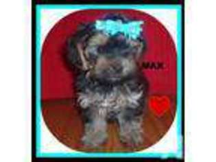 Yorkshire Terrier Puppy for sale in ELIZABETHTOWN, PA, USA