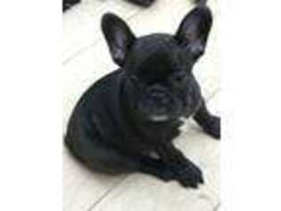 French Bulldog Puppy for sale in Cicero, IN, USA