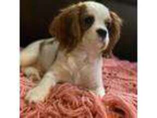 Cavalier King Charles Spaniel Puppy for sale in Omaha, NE, USA