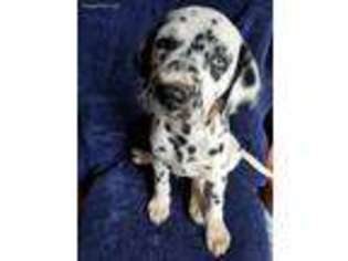 Dalmatian Puppy for sale in Spring Hope, NC, USA