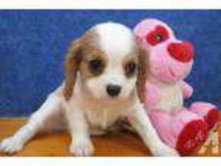 Cavalier King Charles Spaniel Puppy for sale in CHILTON, WI, USA