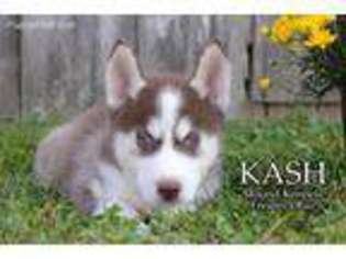 Siberian Husky Puppy for sale in Fresno, OH, USA