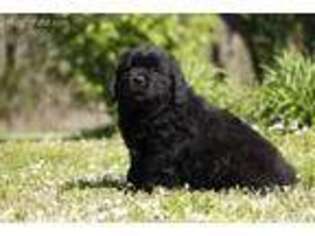 Newfoundland Puppy for sale in Neosho, MO, USA