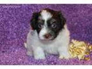 Havanese Puppy for sale in Delta, CO, USA