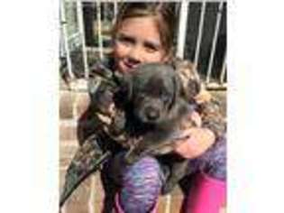 Labrador Retriever Puppy for sale in Fairfax, SC, USA