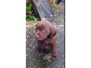 Labrador Retriever Puppy for sale in Petaluma, CA, USA