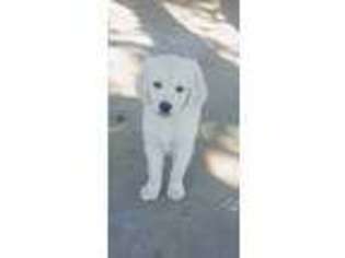 Golden Retriever Puppy for sale in George West, TX, USA
