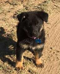 German Shepherd Dog Puppy for sale in Campo, CA, USA