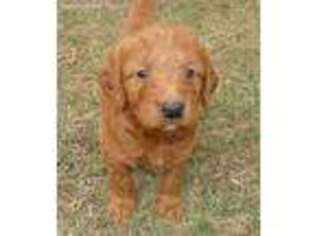 Goldendoodle Puppy for sale in Eau Claire, WI, USA