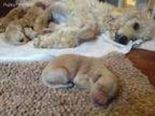 Goldendoodle Puppy for sale in Middlesex, NC, USA