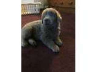 Newfoundland Puppy for sale in Damariscotta, ME, USA