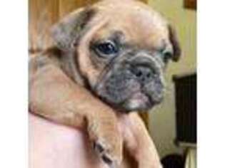 French Bulldog Puppy for sale in Henderson, KY, USA