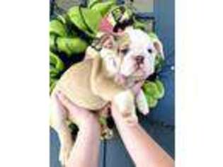 Bulldog Puppy for sale in South Fulton, TN, USA