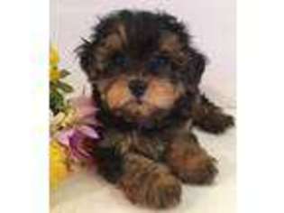 Yorkshire Terrier Puppy for sale in Saint James, MO, USA