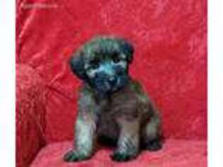 Soft Coated Wheaten Terrier Puppy for sale in Millersburg, IN, USA