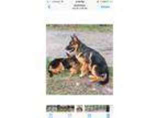 German Shepherd Dog Puppy for sale in Inverness, FL, USA