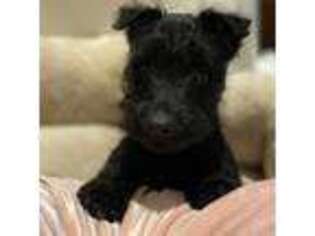 Scottish Terrier Puppy for sale in Franklin, VA, USA